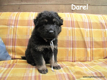 Darel, ODH pup